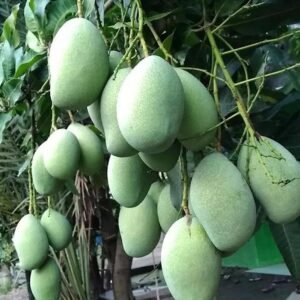 j5ImNJS1GV20230522145550_bibit-mangga-manalagi-situbondo_0-1.jpg