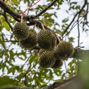 pngtree-fresh-durian-on-orchard-tree-a-special-and-useful-plant-photo-image_28859922-1.jpg